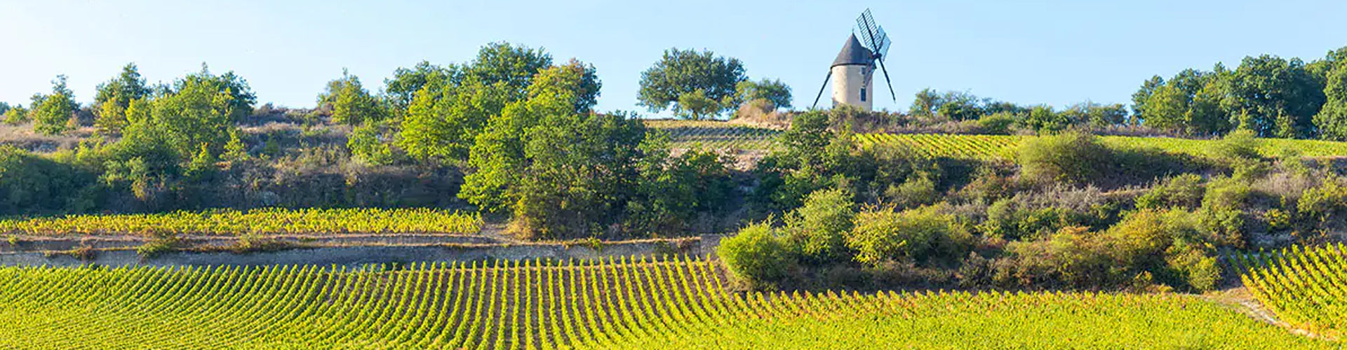 Vineyards in Maranges, Burgundy