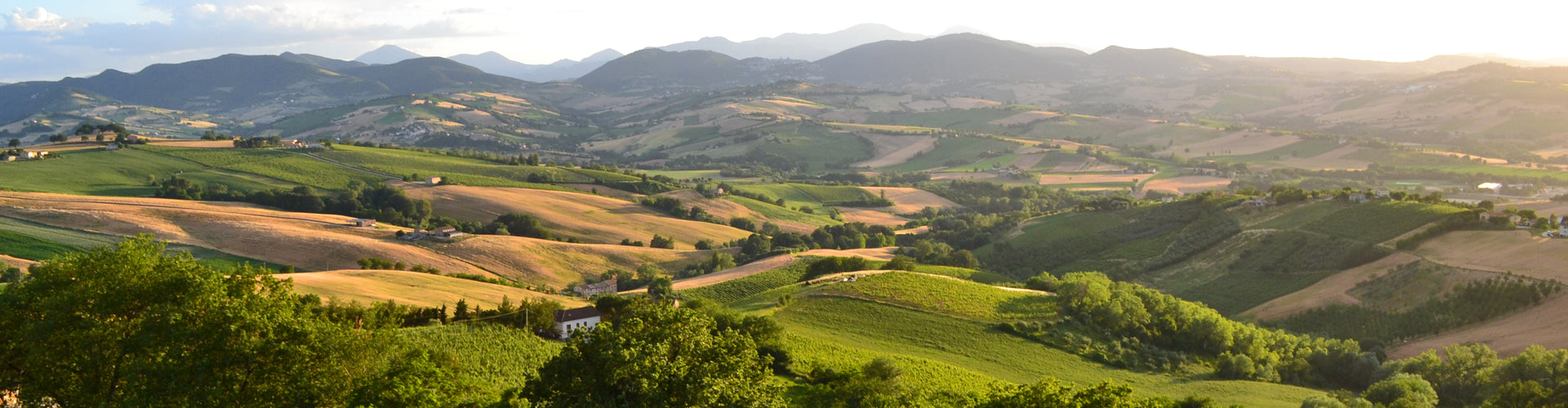 Vineyards and Hills of the Marche Wine Region of Italy