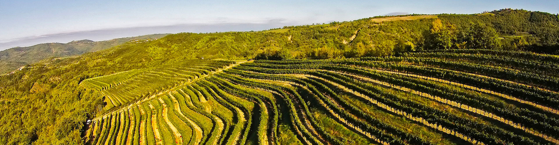 Matošević Vineyards in Croatia