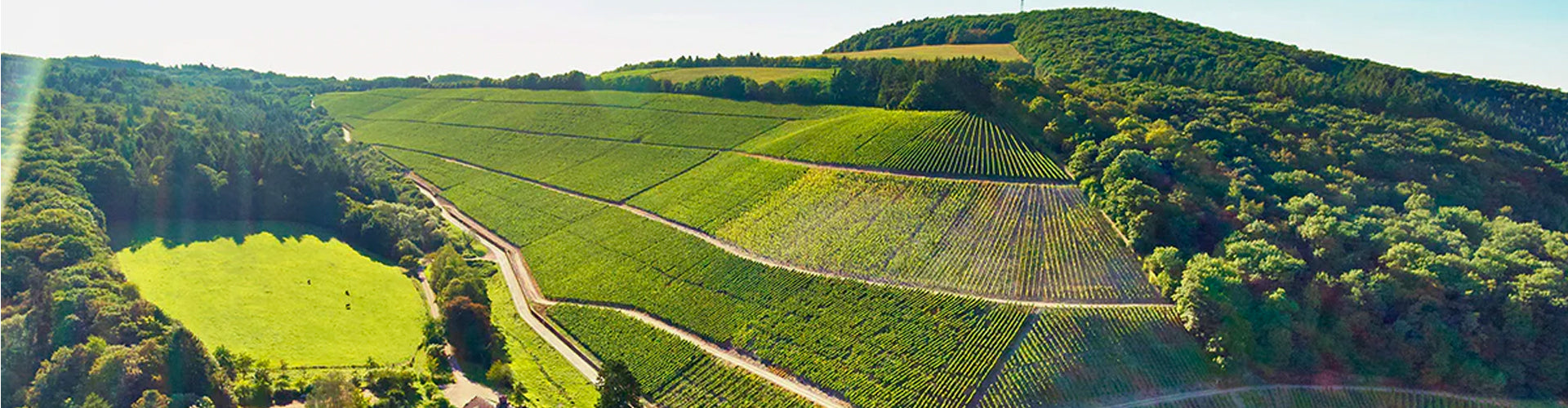 The Single Estate Vineyards of Maximin Grünhaus in Germany's Mosel Wine Region