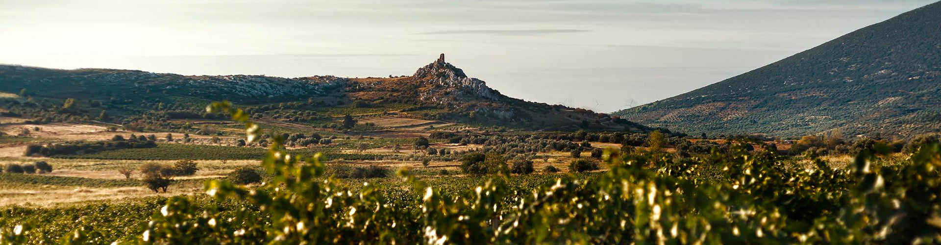 Muses Estate Vineyards in Muses Valley Central Greece