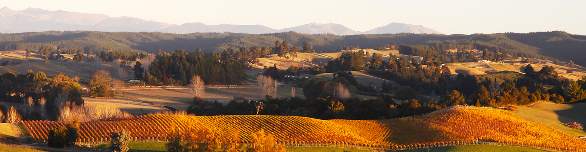 View over Neudorf Vineyards in Nelson, New Zealand
