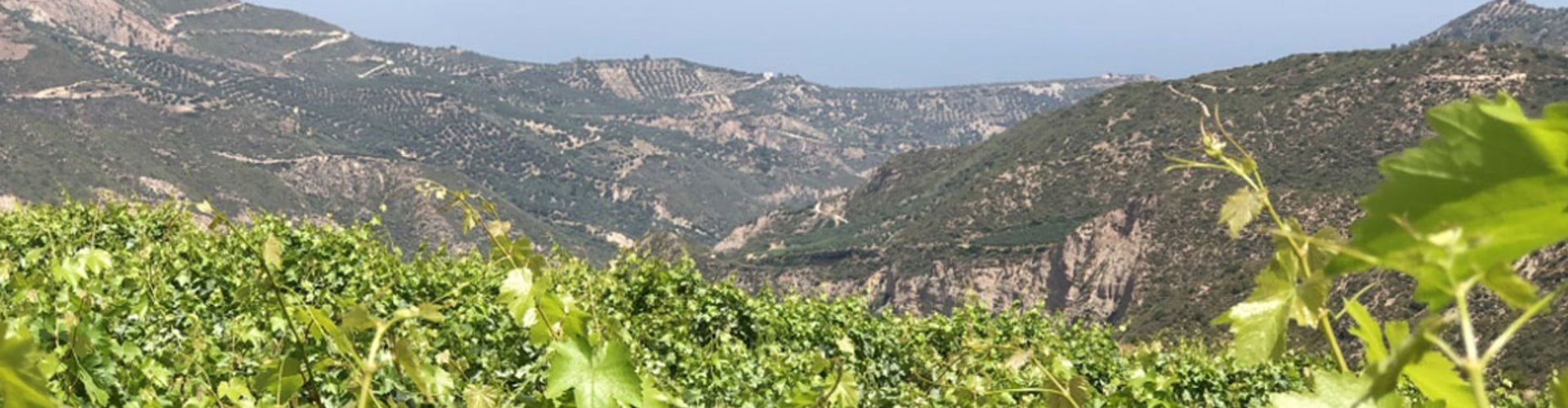 Vineyards in the Peloponnese Region of Greece