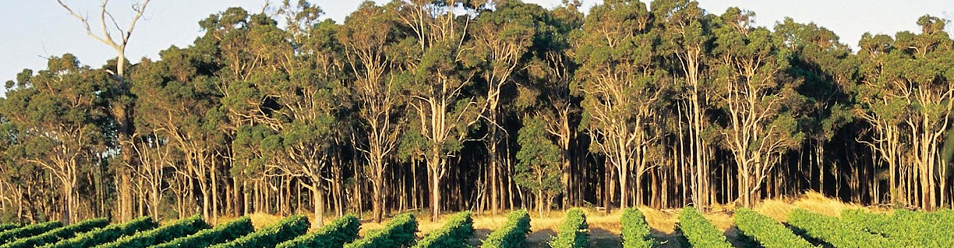 Karri Trees behind vineyard in Pemberton, Western Australia