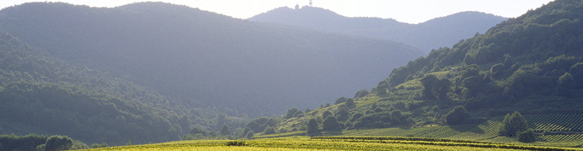 Uninterrupted Vineyard Plantings in the Pfalz Region of Germany 