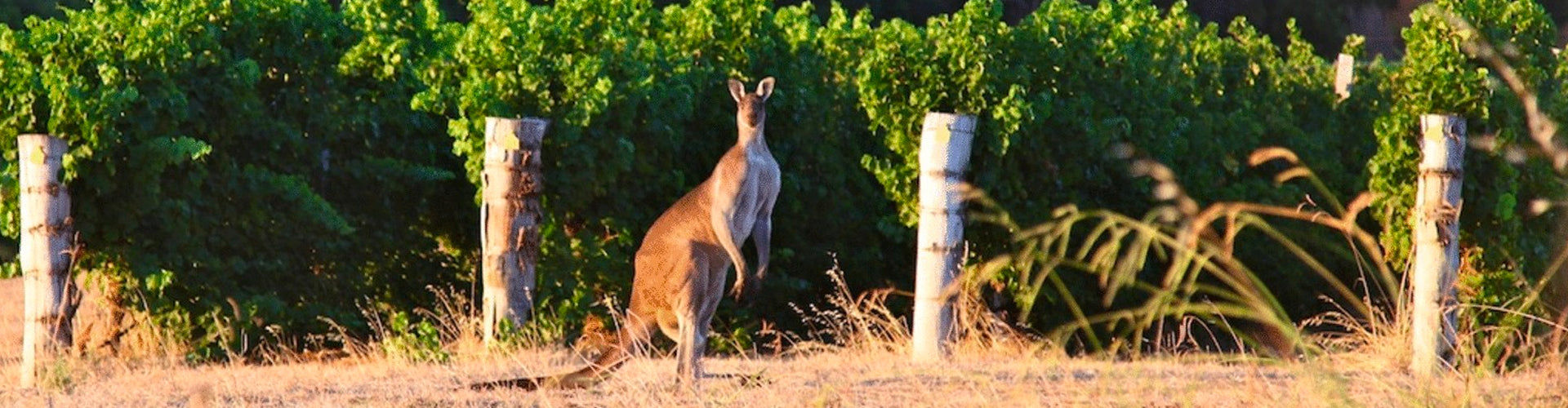 Kangaroo in the Pierro Vineyards of Margaret River