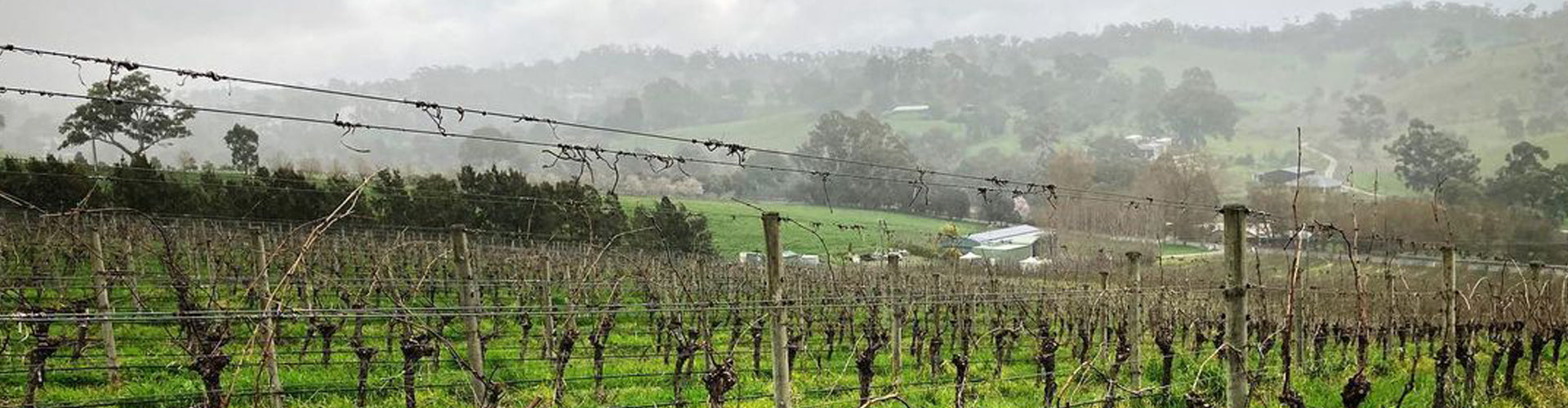 The Protero Vineyard in Australia's Adelaide Hills Wine Region