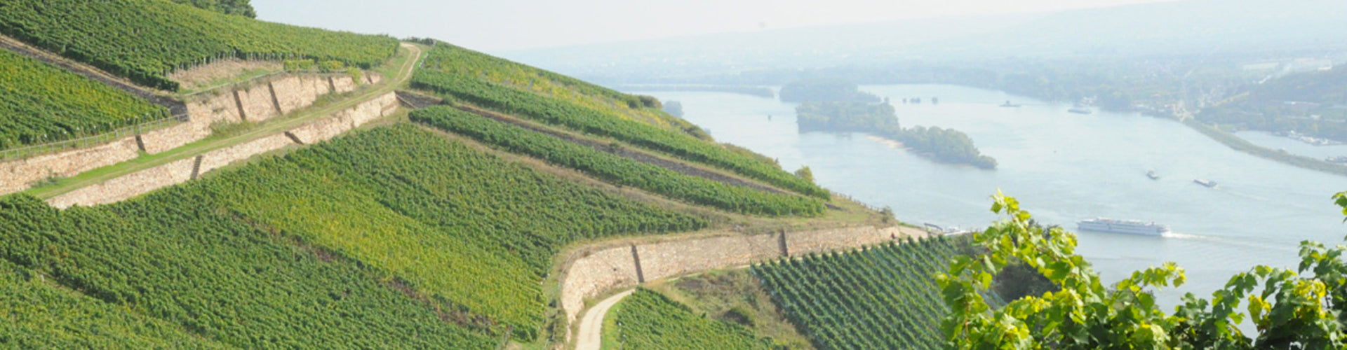 The Rheingau Wine Region of Germany