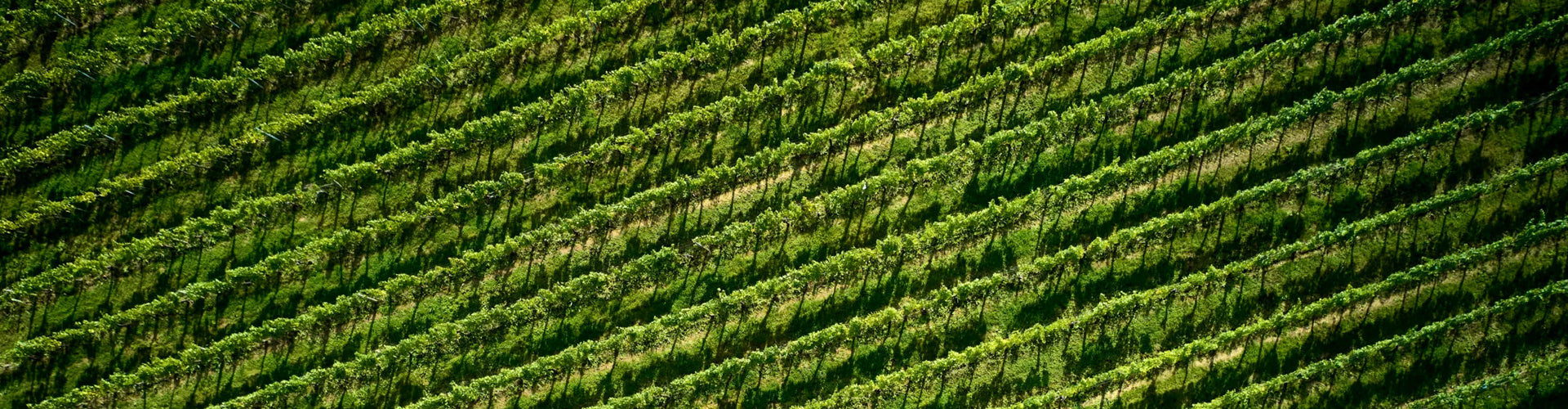 Arial picture of Ridgeview Vineyards in East Sussex