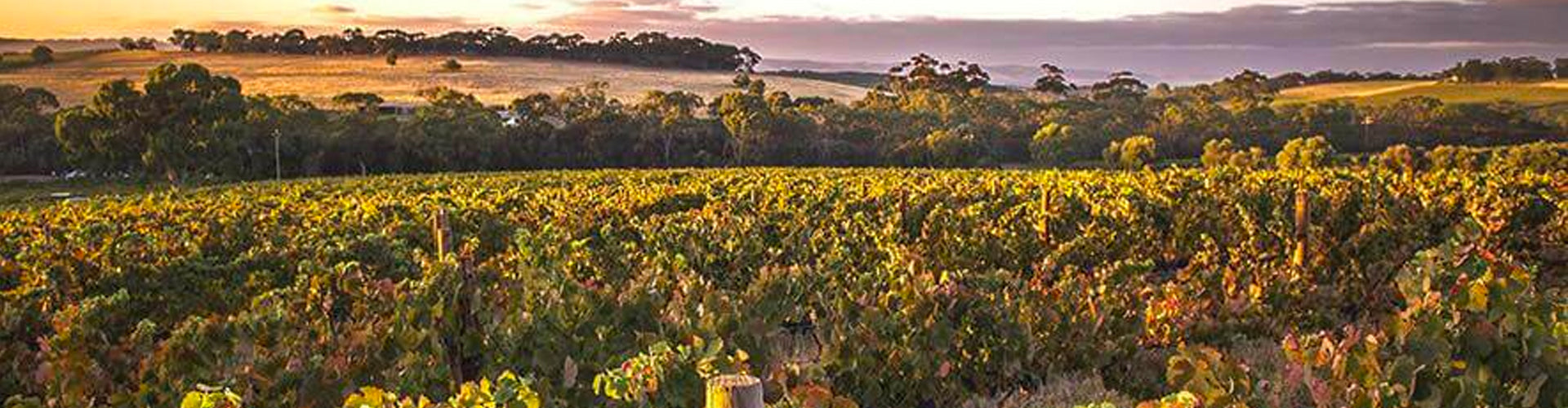 S.C. Pannell Vineyards in the McLaren Vale, South Australia