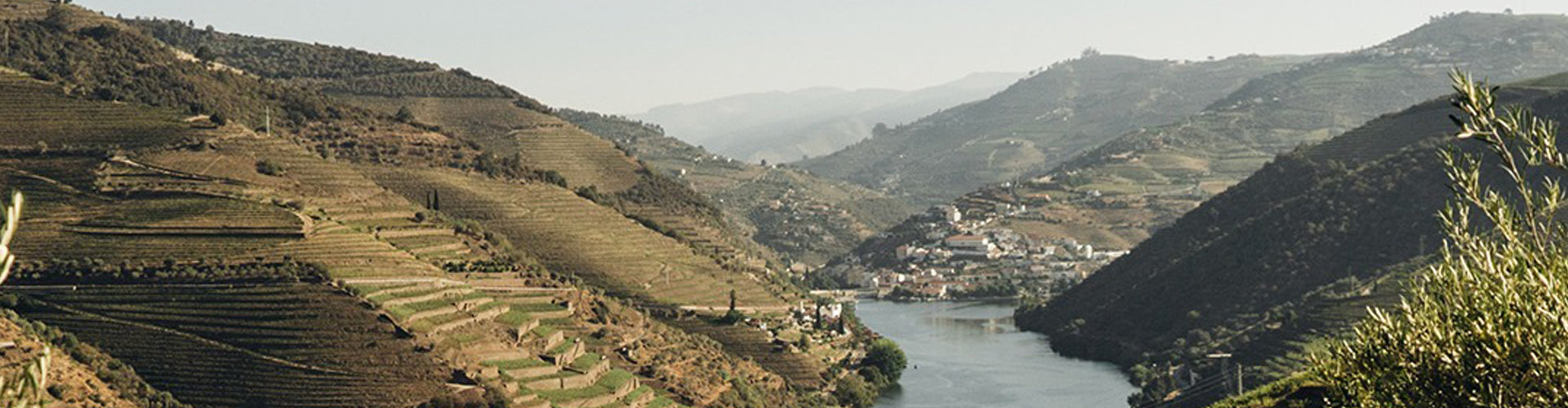 Sandeman Vineyards in the Douro Region of Portugal
