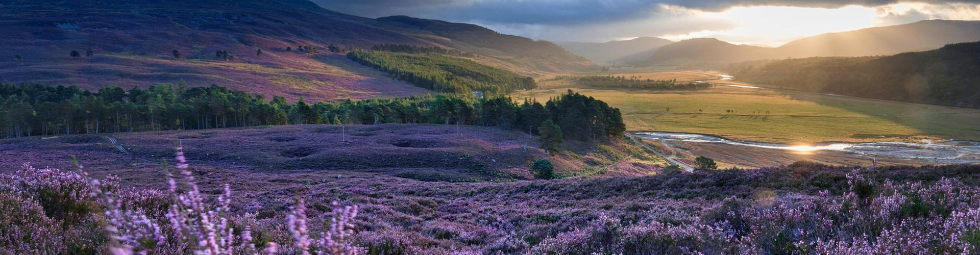 Whisky from Scotland For Sale Online