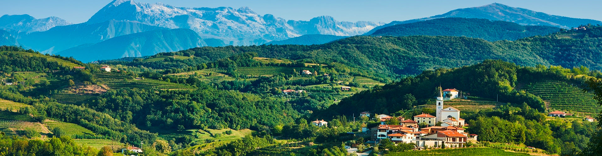 Vineyards in Slovenia
