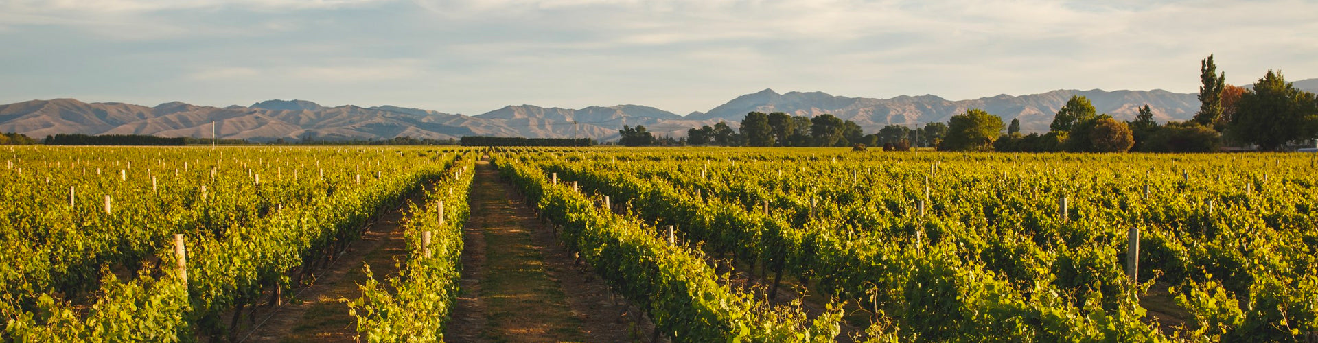 Hunter's Stoneburn Vineyard in the Wairau Valley of Marlborough, New Zealand