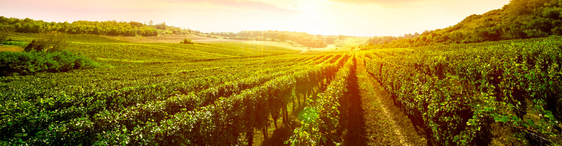 Vintage and Harvest of Vineyard