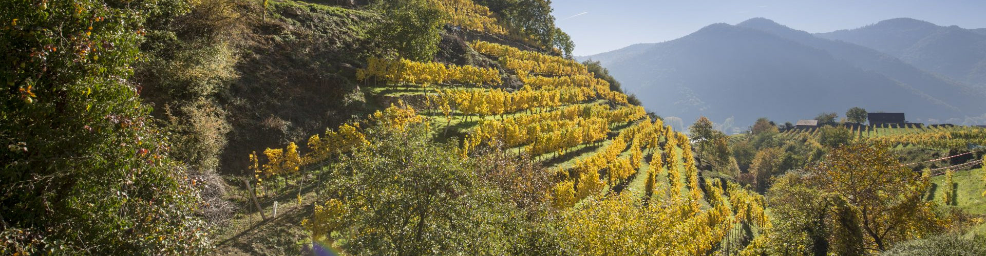 Steep terraced vineyards in Austria's Wachau wine region