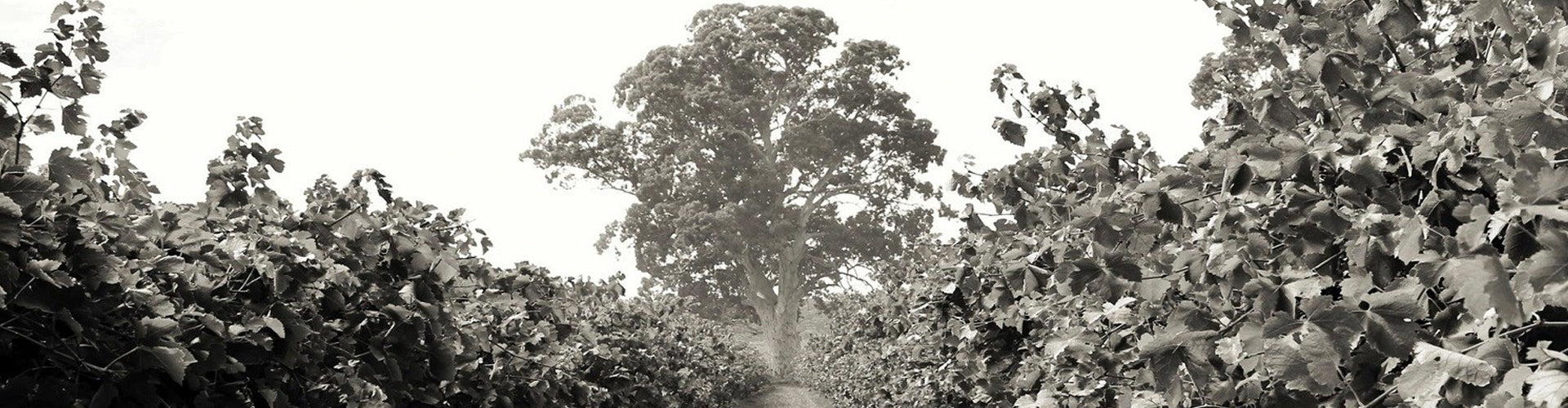 River Red Gum Tree standing tall over Willunga 100 Vineyards in the McLaren Vale, South Australia