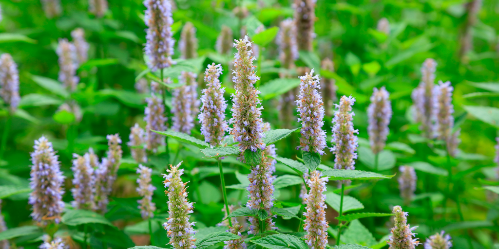 patchouli plants