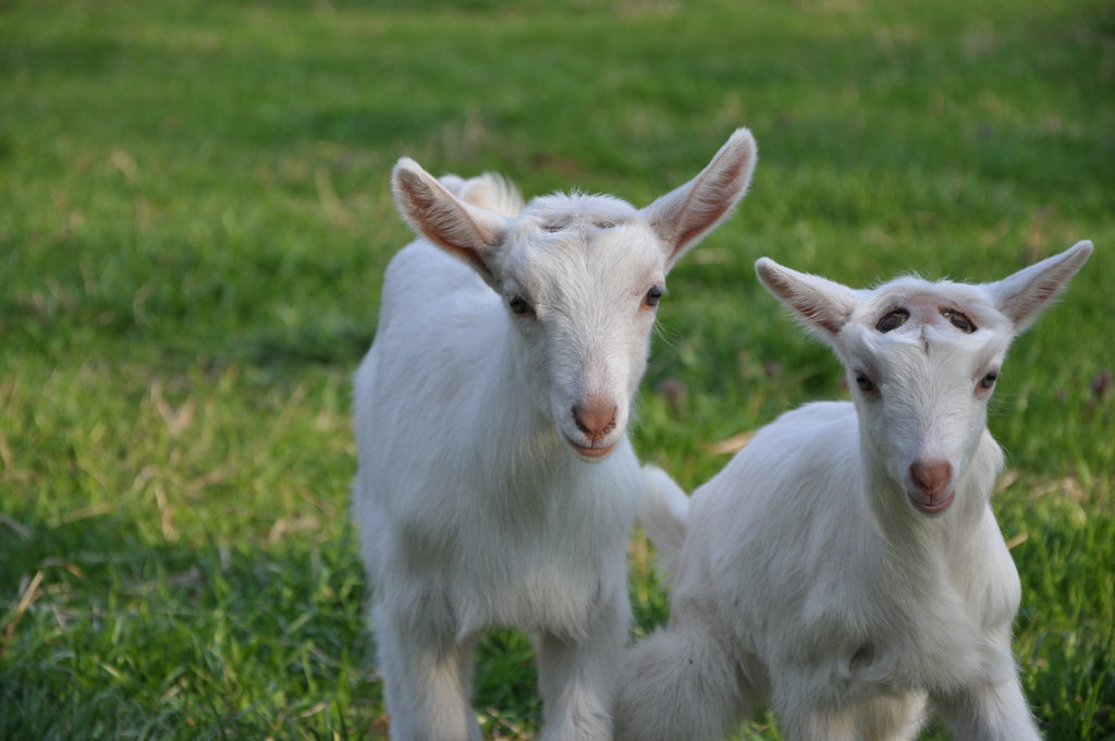 Goat kids