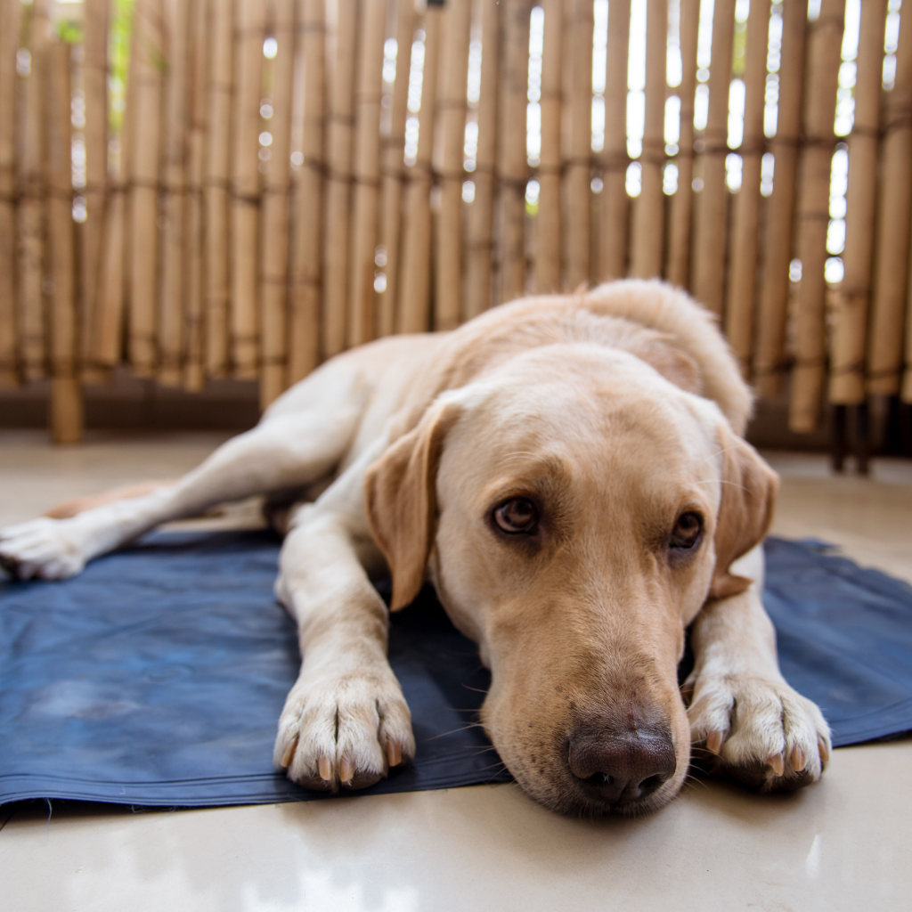 cooling pads for dogs india