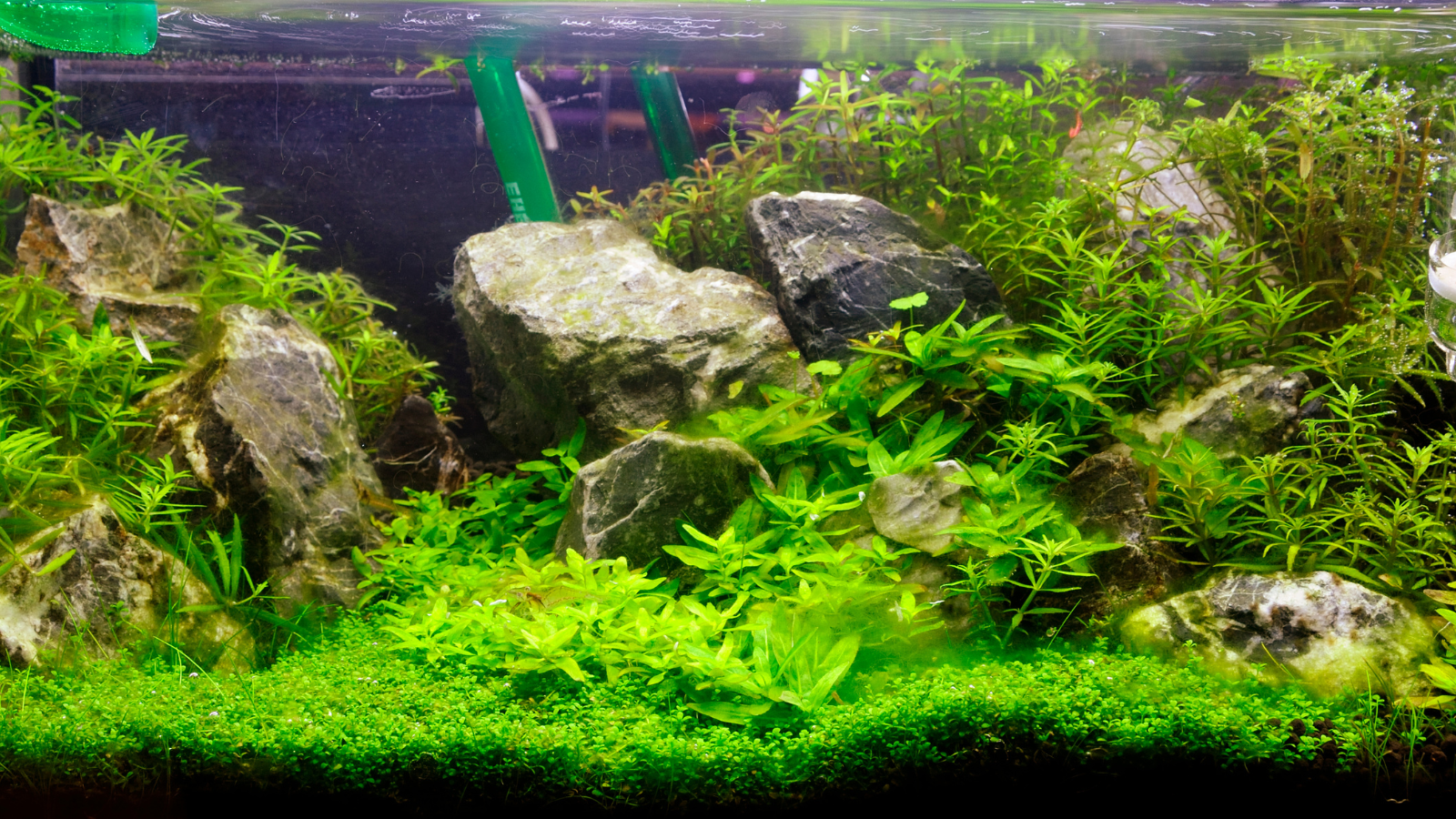 Aquascaping - the process of creating underwater, aesthetically pleasing designs using natural materials.