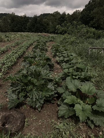 Innovaciones de Hempire | Filas de cultivo | Farming Summer 2019 para obtener nuestro estado fiscal Bonafide Farmer