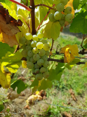A bunch of Chardonnay grapes near to harvest.