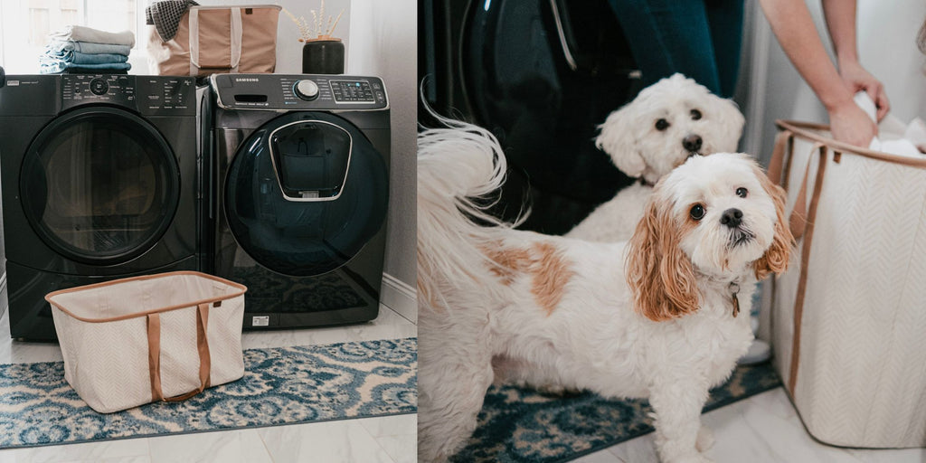 Puppies next to collapsible laundry hamper