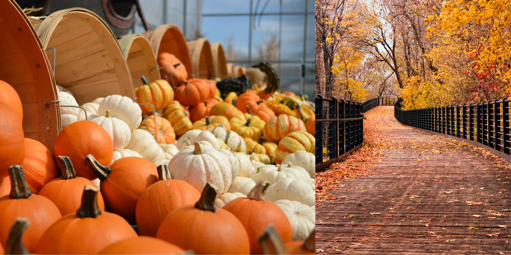 Multi-colored pumpkins and a tree lined walkway with fall colors