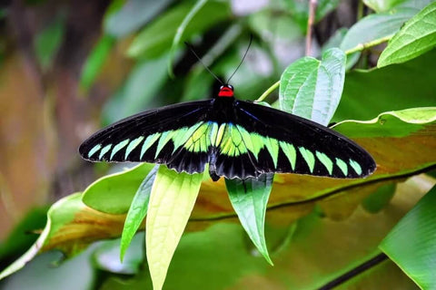 Butterfly in KL Butterfly Park. Photo by Amezin Soong.