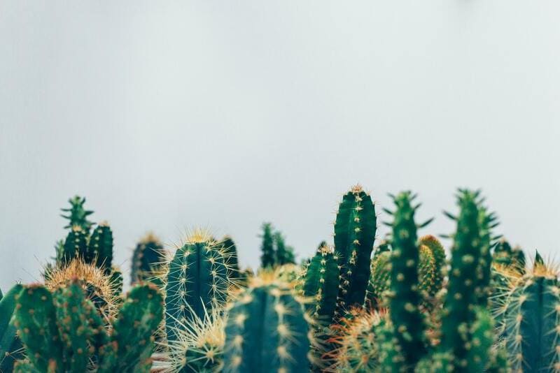 Cactus benefits and properties in cosmetics