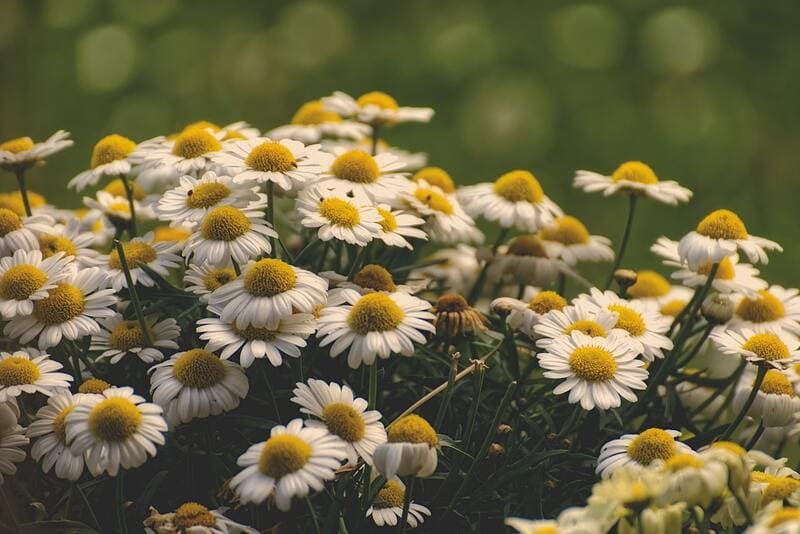 Chamomile properties: benefits and contraindications