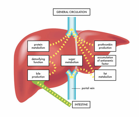 Liver functions