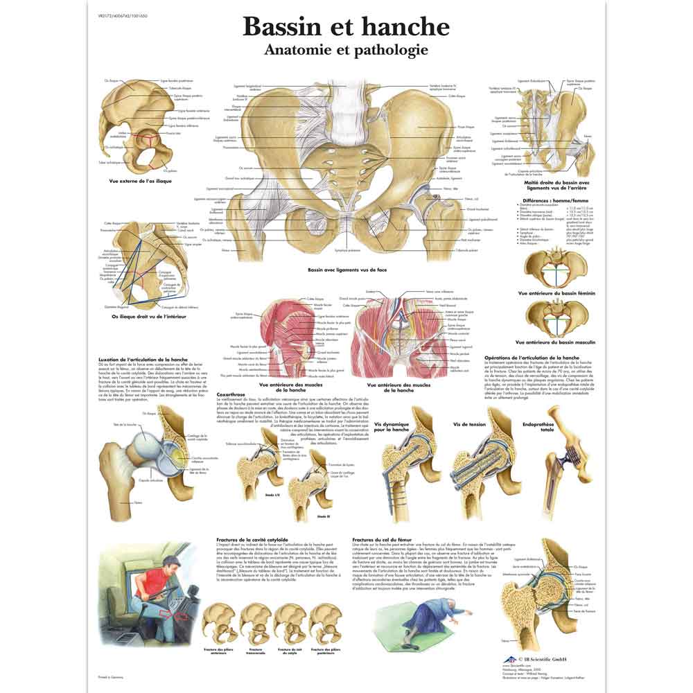 3B Scientific Human Muscle Chart 