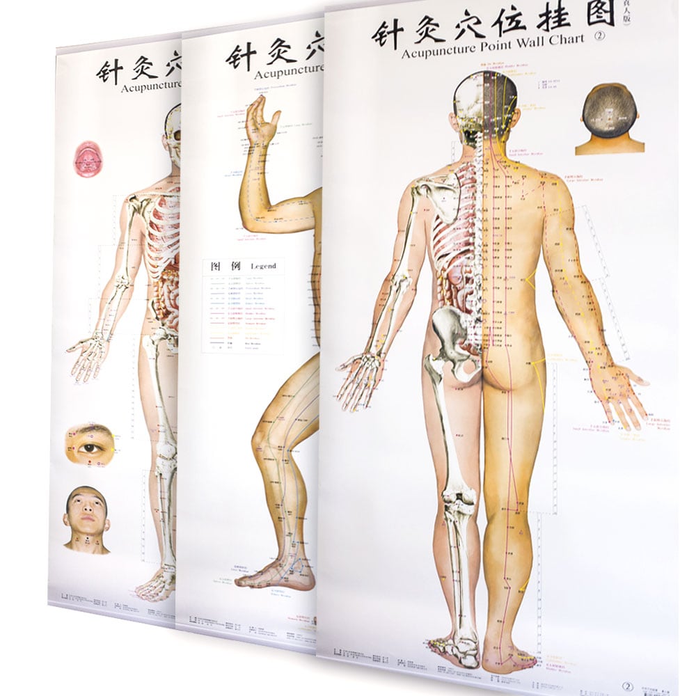Le squelette humain - 1001630 - VR2113L - Skeletal System - 3B