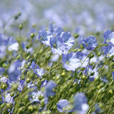 リネン素材の抱っこ紐に使われる亜麻の花畑