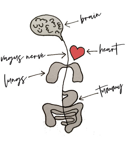 A drawing of the vagus nerve and internal organs