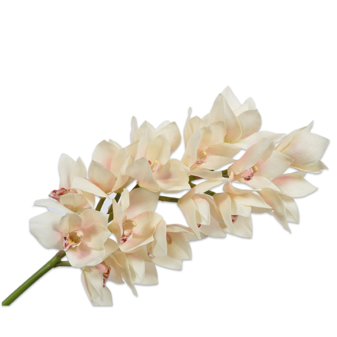 Orchid Cymbidium Cream – Amiramour