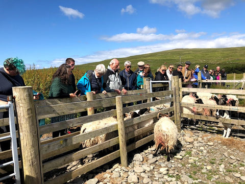 Real Irish Travel visiting sheep farm in Ireland