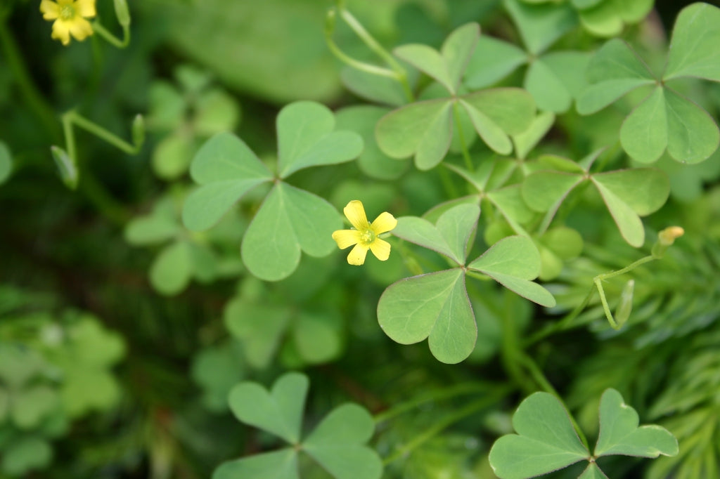 is purple shamrock poisonous to dogs