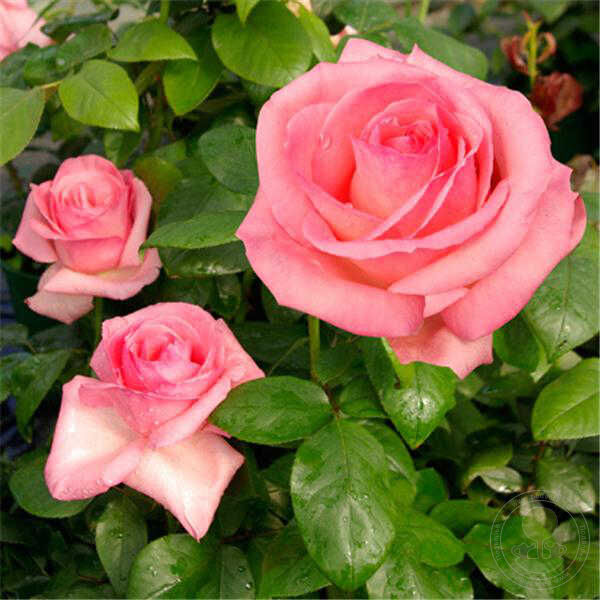 Grafin Bettina Ma Normandie Rose Seedlings Flower Seeds Perennial ...