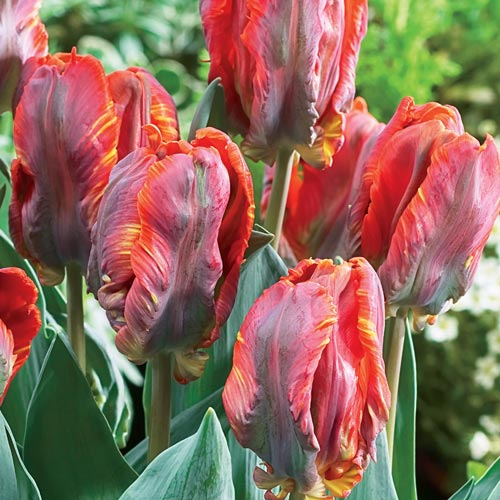 Blumex Parrot Tulip Bulbs Blooms Species Growing Bonsai Roots Rhizomes ...