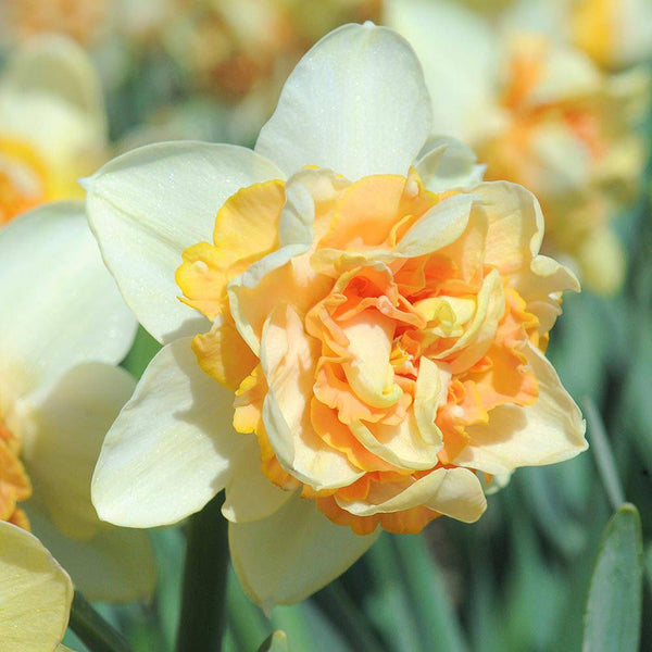 Daffodil Peach Cobbler Narcissus Bulbs Blooms Species Growing Bonsai ...
