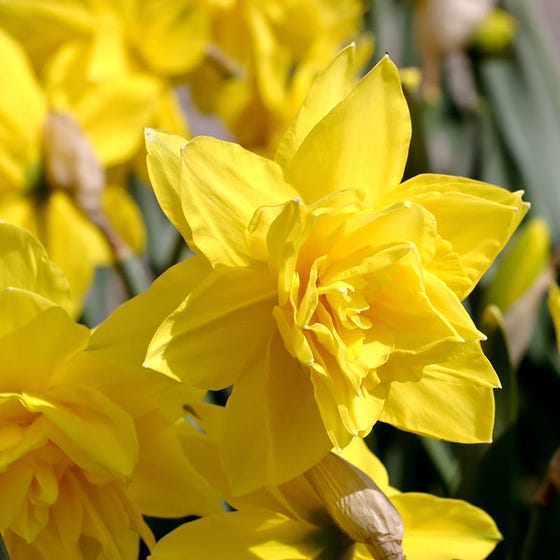 Golden Ducat Double Daffodil Narcissus Bulbs Blooms Species Growing ...