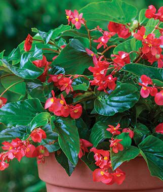 Begonia Dragon Wing? Red Hybrid | Seedsplant