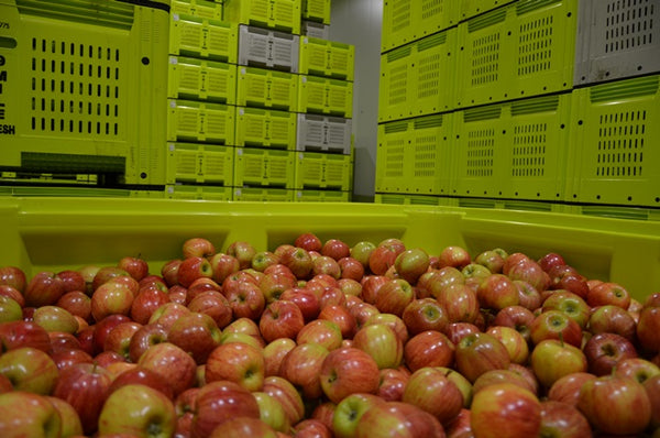 Organic Apples Fruit Veg Delivery Sydney