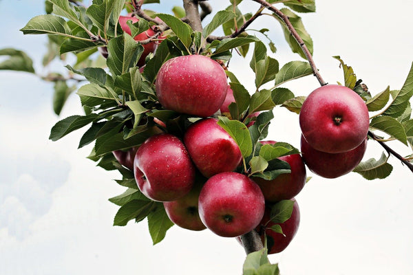 Red-fleshed: The science behind an uncommon apple breed - Fruit