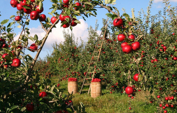 Apple season Australia: Growing and picking fresh apples