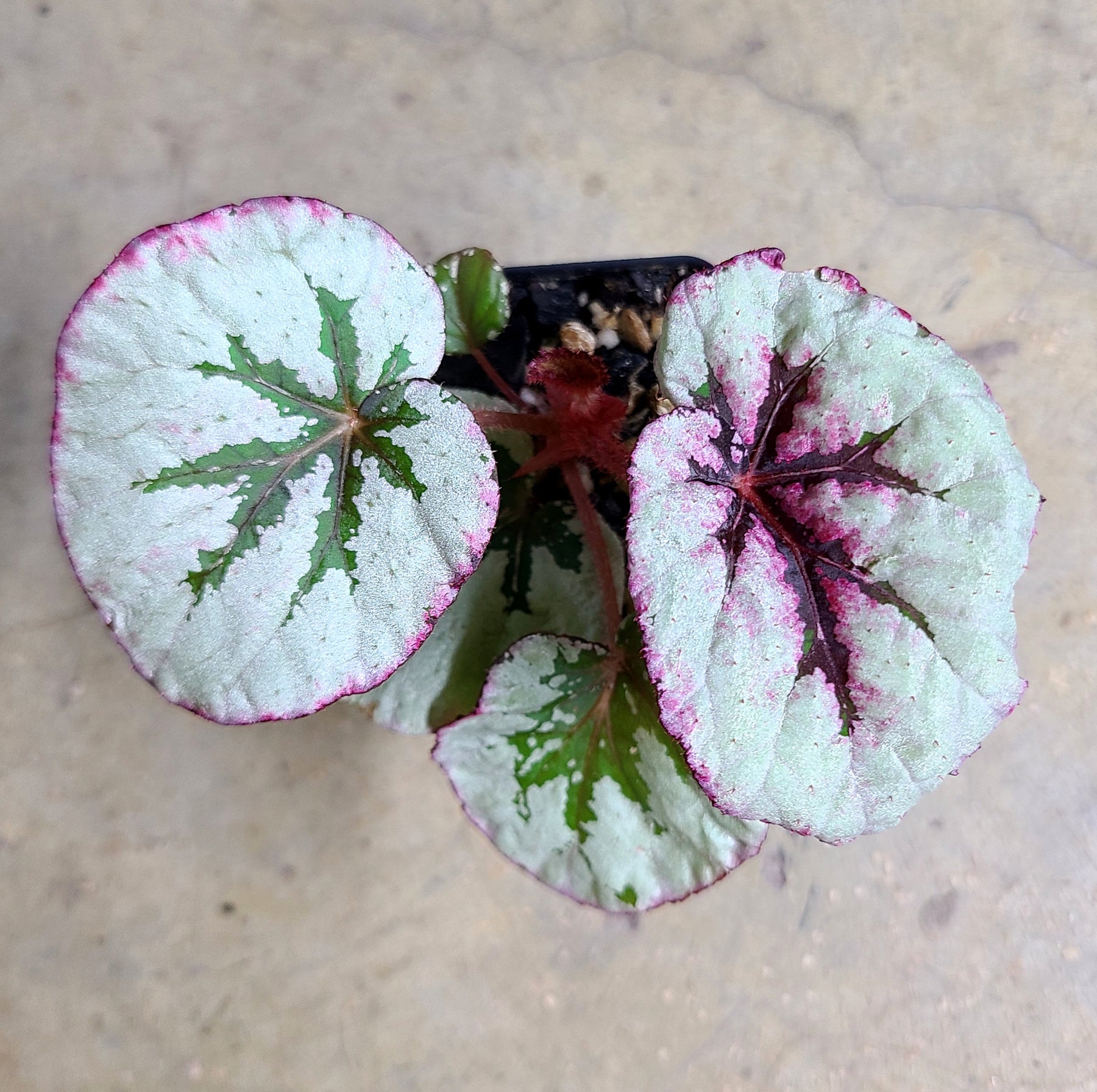 Begonia Steve's Leaves Paradox — FrogDaddy