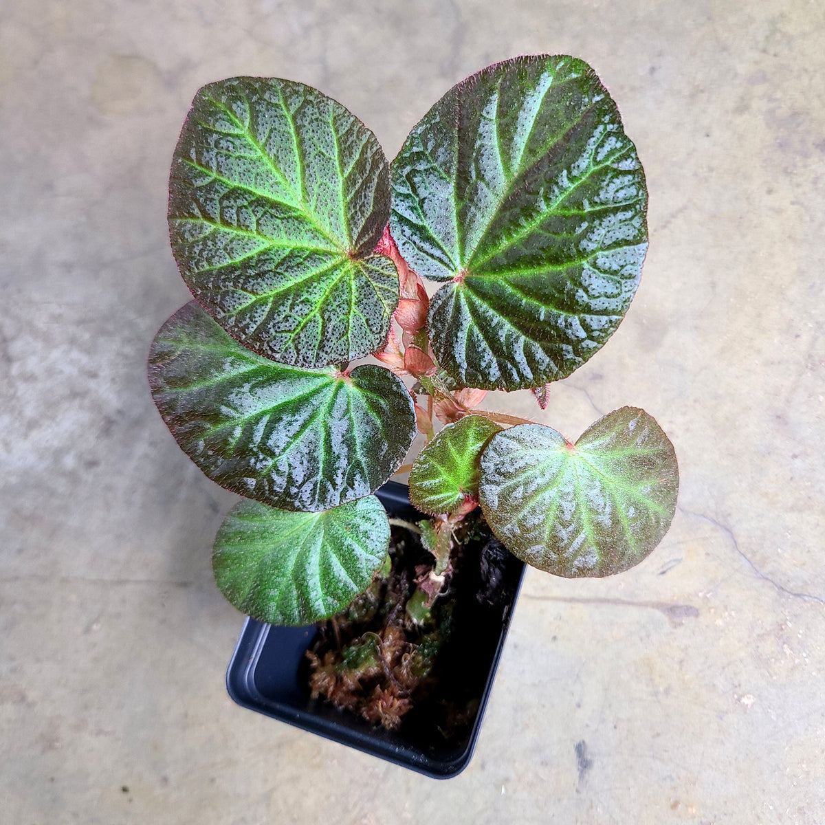 Begonia manaus — FrogDaddy